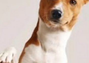 Viral Video Pria Bakar Anjing Hidup-hidup, Perekam Tertawa Terbahak-bahak