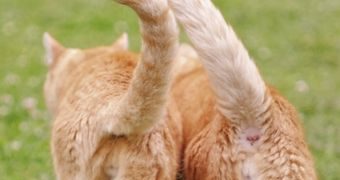 Jangan Pernah Menarik Ekor Kucing, Ini Bahayanya