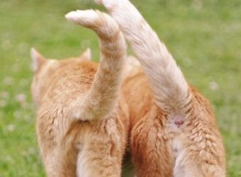 Jangan Pernah Menarik Ekor Kucing, Ini Bahayanya