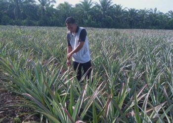 Kisah Sukses Petani Nenas Nasabah MKM BRK Syariah di Sungai Apit