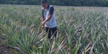Kisah Sukses Petani Nenas Nasabah MKM BRK Syariah di Sungai Apit