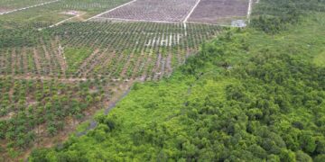 Kuasai Lahan HTI Milik PT SKR, PT RKT Dipolisikan