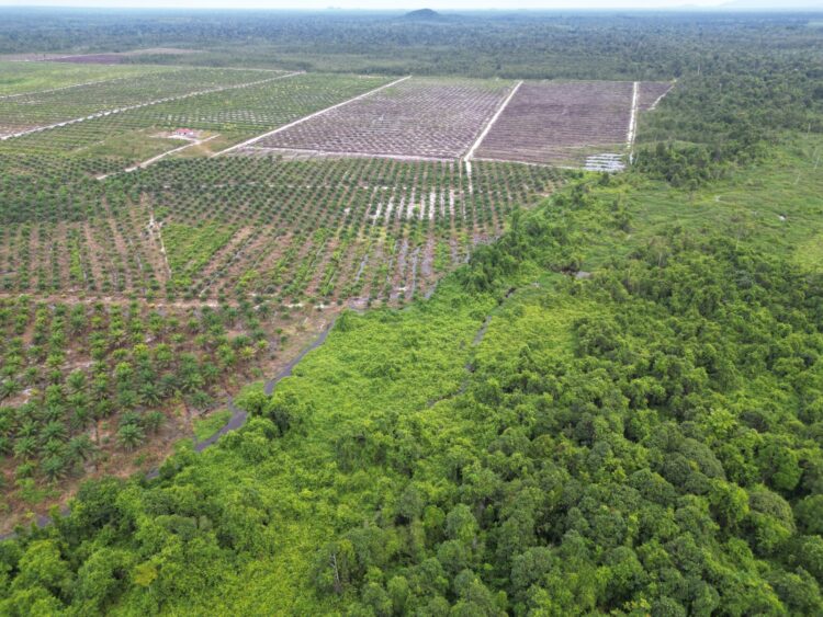 Kuasai Lahan HTI Milik PT SKR, PT RKT Dipolisikan