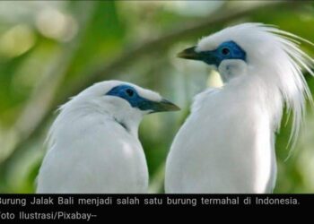 3 Burung Termahal di Indonesia, Nomor 1 Harganya Sampai 1 Miliar Rupiah