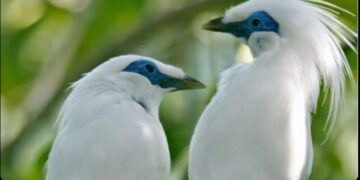 3 Burung Termahal di Indonesia, Nomor 1 Harganya Sampai 1 Miliar Rupiah