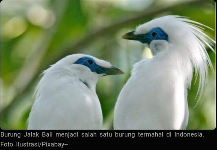 3 Burung Termahal di Indonesia, Nomor 1 Harganya Sampai 1 Miliar Rupiah