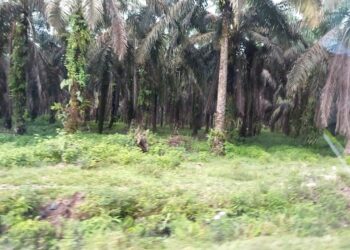 Hak Lahan Masyarakat dari PT. Palma Satu Belum Terealisasi, Kades Penyaguan : Kembalikan Hak Masyarakat