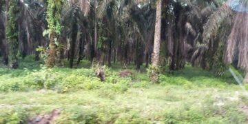 Hak Lahan Masyarakat dari PT. Palma Satu Belum Terealisasi, Kades Penyaguan : Kembalikan Hak Masyarakat