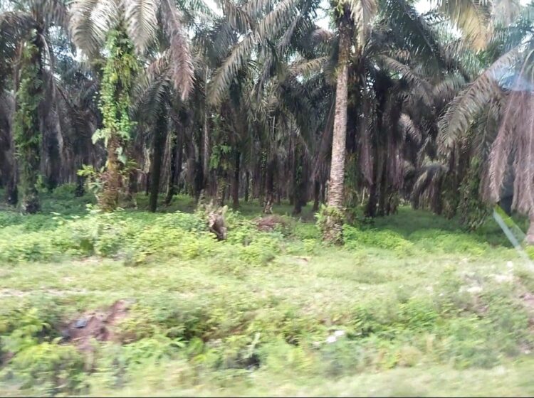 Hak Lahan Masyarakat dari PT. Palma Satu Belum Terealisasi, Kades Penyaguan : Kembalikan Hak Masyarakat