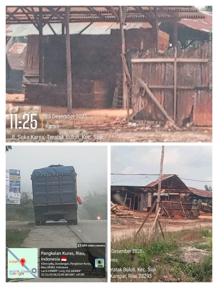 HUTAN RIAU TELAH PUNAH SOMEL MERAJALELA,DIMANA APARAT PENEGAK HUKUM