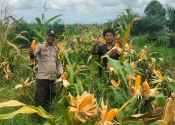 Polsek Tambusai Dampingi Petani PT. PSA, Dukung Swasembada Pangan Asta Cita Presiden Prabowo