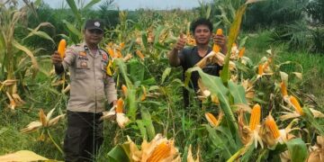 Polsek Tambusai Dampingi Petani PT. PSA, Dukung Swasembada Pangan Asta Cita Presiden Prabowo