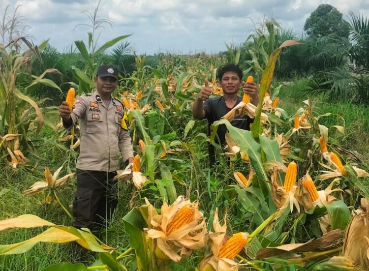 Polsek Tambusai Dampingi Petani PT. PSA, Dukung Swasembada Pangan Asta Cita Presiden Prabowo