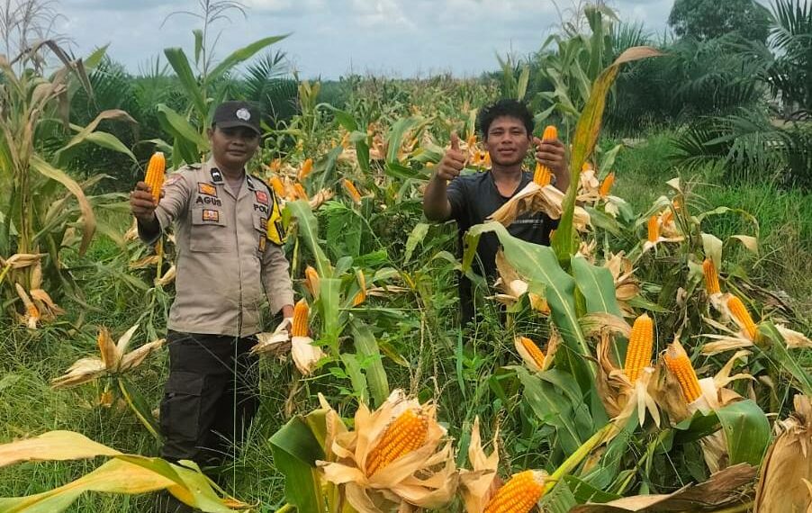 Polsek Tambusai Dampingi Petani PT. PSA, Dukung Swasembada Pangan Asta Cita Presiden Prabowo
