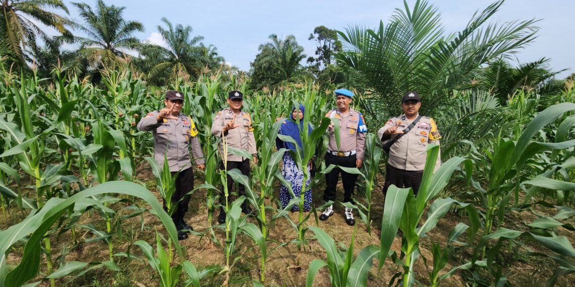Polsek Rambah Gandeng Kelompok Tani, Perkuat Ketahanan Pangan di Menaming