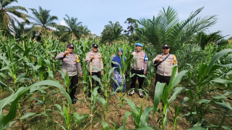 Polsek Rambah Gandeng Kelompok Tani, Perkuat Ketahanan Pangan di Menaming