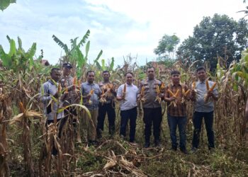 Panen Jagung Pipil Kuartal I Berhasil Dilaksanakan, Polsek Tapung Hilir Dukung Program Ketahanan Pangan Desa Kota Bangun