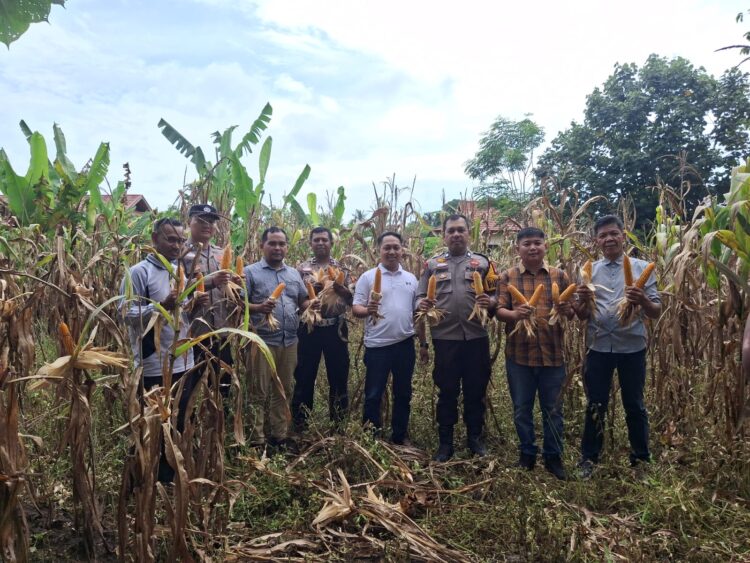 Panen Jagung Pipil Kuartal I Berhasil Dilaksanakan, Polsek Tapung Hilir Dukung Program Ketahanan Pangan Desa Kota Bangun