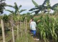 Polsek Tambusai Utara Lakukan Pengecekan Perkembangan Jagung di Desa Mekar Jaya