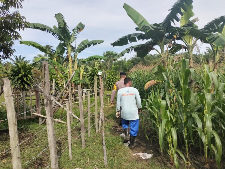 Polsek Tambusai Utara Lakukan Pengecekan Perkembangan Jagung di Desa Mekar Jaya