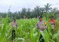 Polsek Rambah Hilir Perkuat Ketahanan Pangan, Tinjau Langsung Lahan Jagung di Desa Pasir Jaya