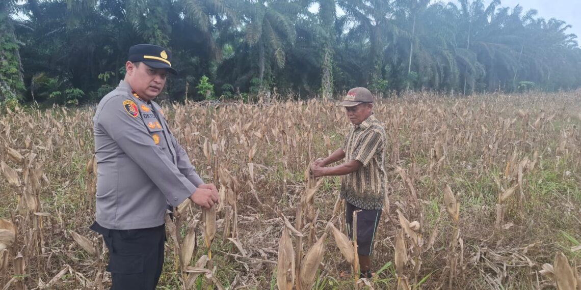 Polsek Rambah Hilir Aktif Dampingi Petani Jagung Menuju Swasembada Pangan Nasional