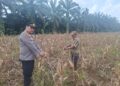 Polsek Rambah Hilir Aktif Dampingi Petani Jagung Menuju Swasembada Pangan Nasional