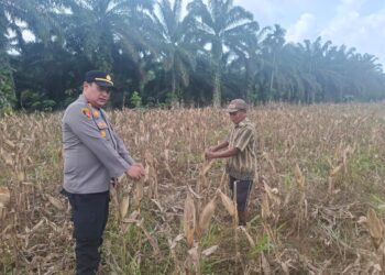 Polsek Rambah Hilir Aktif Dampingi Petani Jagung Menuju Swasembada Pangan Nasional
