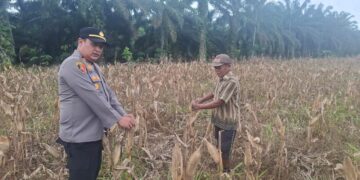 Polsek Rambah Hilir Aktif Dampingi Petani Jagung Menuju Swasembada Pangan Nasional