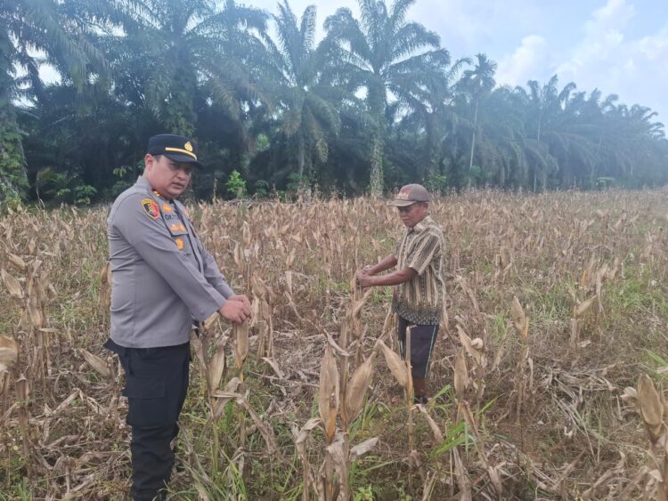 Polsek Rambah Hilir Aktif Dampingi Petani Jagung Menuju Swasembada Pangan Nasional