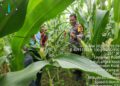 POLSEK KABUN AKTIF KAWAL KETAHANAN PANGAN, MONITORING JAGUNG DI BATULANGKAH BESAR
