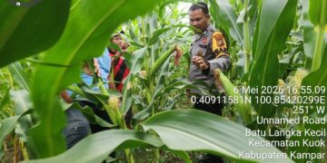 POLSEK KABUN AKTIF KAWAL KETAHANAN PANGAN, MONITORING JAGUNG DI BATULANGKAH BESAR