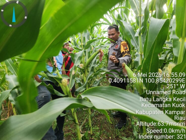 POLSEK KABUN AKTIF KAWAL KETAHANAN PANGAN, MONITORING JAGUNG DI BATULANGKAH BESAR