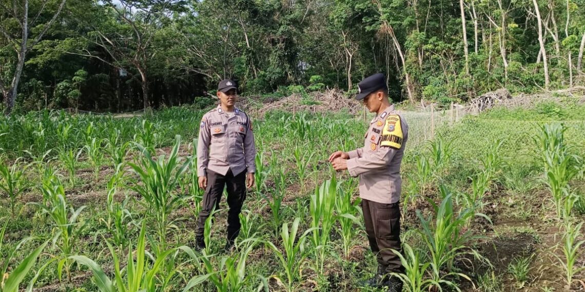 Bhabinkamtibmas dan Kanit Binmas Polsek Sungai Apit Cek Ketahanan Pangan Kelompok Tani Sabak Jaya Satu