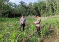 Bhabinkamtibmas dan Kanit Binmas Polsek Sungai Apit Cek Ketahanan Pangan Kelompok Tani Sabak Jaya Satu