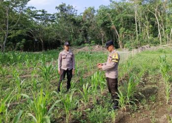 Bhabinkamtibmas dan Kanit Binmas Polsek Sungai Apit Cek Ketahanan Pangan Kelompok Tani Sabak Jaya Satu