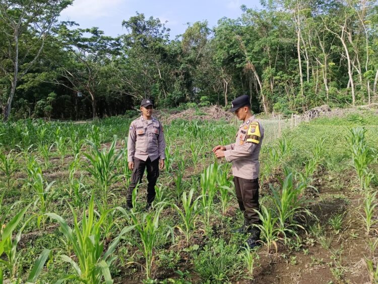 Bhabinkamtibmas dan Kanit Binmas Polsek Sungai Apit Cek Ketahanan Pangan Kelompok Tani Sabak Jaya Satu
