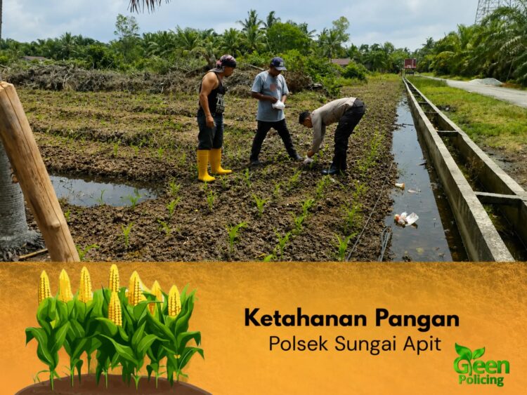 Bhabinkamtibmas Kampung Sungai Rawa Bersama Kelompok Tani Laksanakan Pemupukan Jagung Ketahanan Pangan