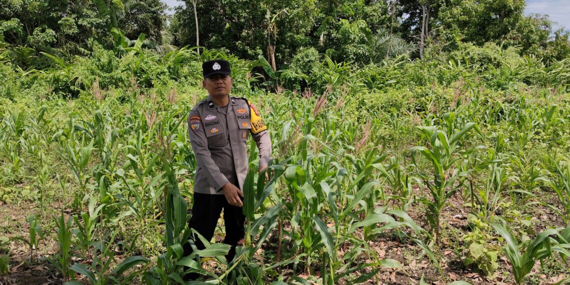 Bhabinkamtibmas Kampung Kayu Ara Aktif Cek Ketahanan Pangan, Tanaman Jagung Kelompok Tani Mahkota Permai Tumbuh Subur