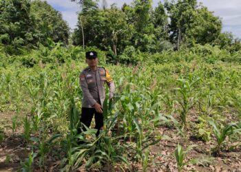 Bhabinkamtibmas Kampung Kayu Ara Aktif Cek Ketahanan Pangan, Tanaman Jagung Kelompok Tani Mahkota Permai Tumbuh Subur