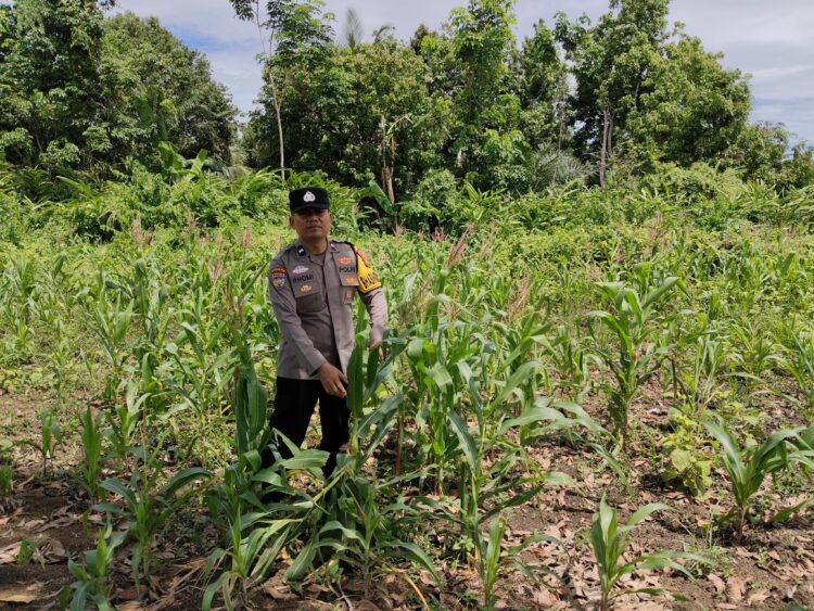 Bhabinkamtibmas Kampung Kayu Ara Aktif Cek Ketahanan Pangan, Tanaman Jagung Kelompok Tani Mahkota Permai Tumbuh Subur