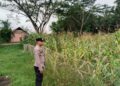 Bhabinkamtibmas Rawa Mekar Jaya Aktif Dampingi Petani Jagung Demi Ketahanan Pangan