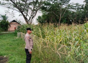 Bhabinkamtibmas Rawa Mekar Jaya Aktif Dampingi Petani Jagung Demi Ketahanan Pangan