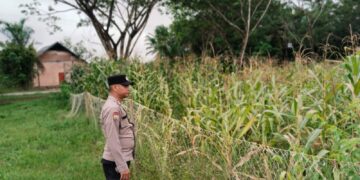 Bhabinkamtibmas Rawa Mekar Jaya Aktif Dampingi Petani Jagung Demi Ketahanan Pangan