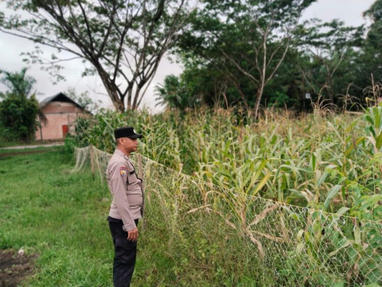 Bhabinkamtibmas Rawa Mekar Jaya Aktif Dampingi Petani Jagung Demi Ketahanan Pangan