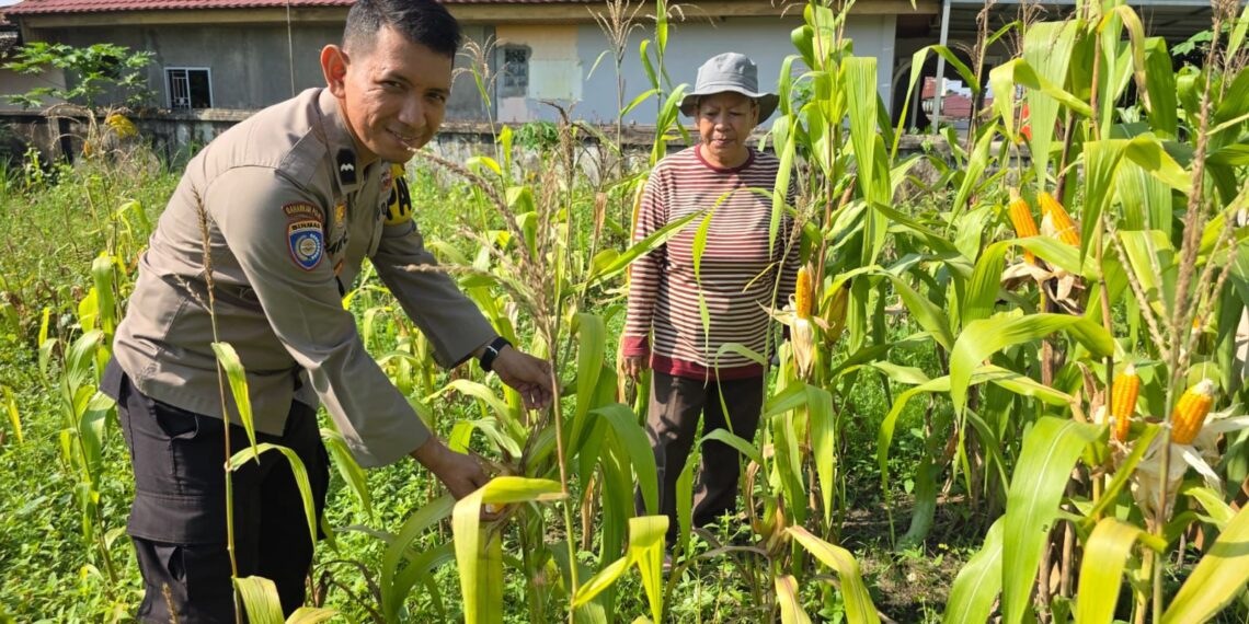 Dukung Ketahanan Pangan, Personel Polsek Limapuluh Terjun ke Kebun Jagung Pipil Warga