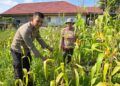Dukung Ketahanan Pangan, Personel Polsek Limapuluh Terjun ke Kebun Jagung Pipil Warga
