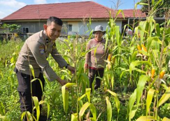 Dukung Ketahanan Pangan, Personel Polsek Limapuluh Terjun ke Kebun Jagung Pipil Warga