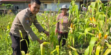 Dukung Ketahanan Pangan, Personel Polsek Limapuluh Terjun ke Kebun Jagung Pipil Warga