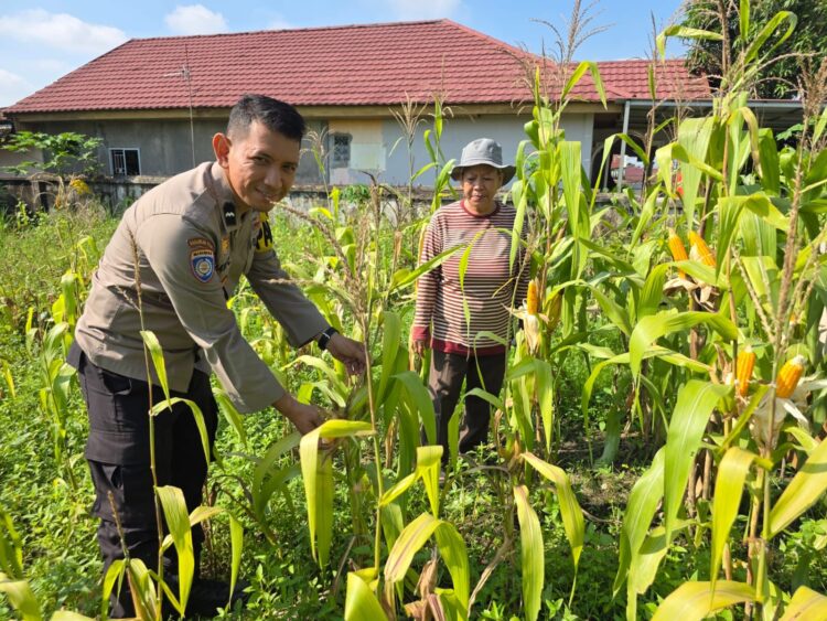Dukung Ketahanan Pangan, Personel Polsek Limapuluh Terjun ke Kebun Jagung Pipil Warga